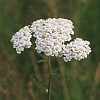 Yarrow _MG_2527